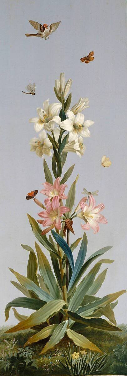 Lys blanc, Amaryllis belladonne Etienne Dubois le Père