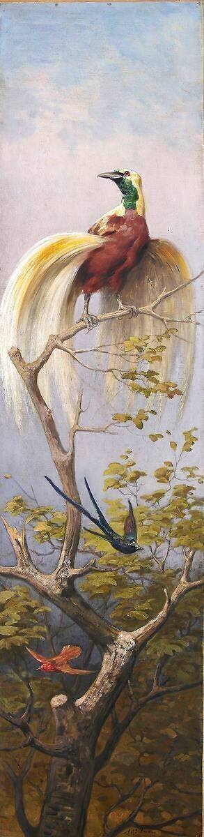 Oiseau Adolphe Yvon