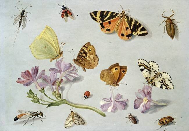 Papillons Jan van Kessel