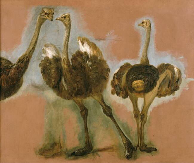 Trois autruches. Etude Pieter Boel