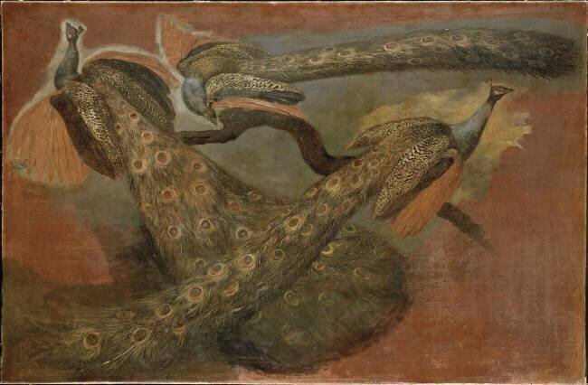 Trois paons Pieter Boel