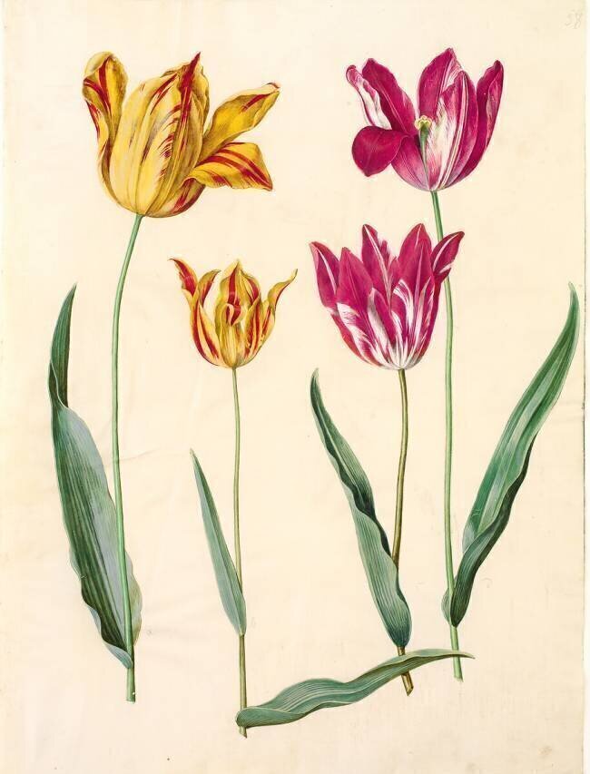 Tulipa Gesneriana Hans Simon Holtzbecker