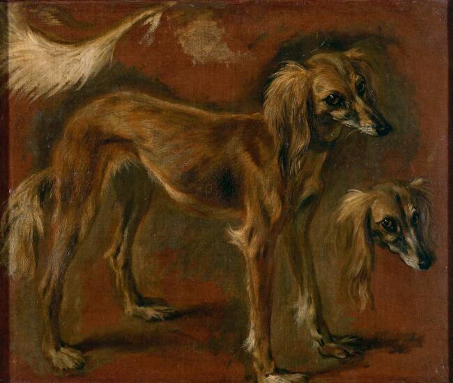 Un chien de Barbarie. Etude. Pieter Boel