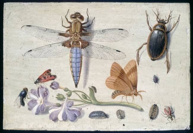 Un hanneton Jan van Kessel