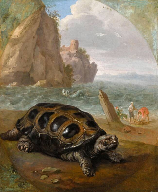 Une tortue de la mer Nicasius Bernaerts