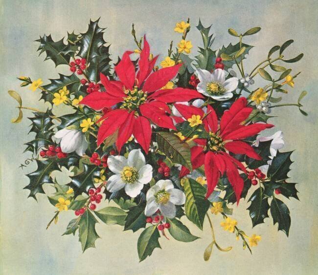 Fleurs de Noël Albert Williams