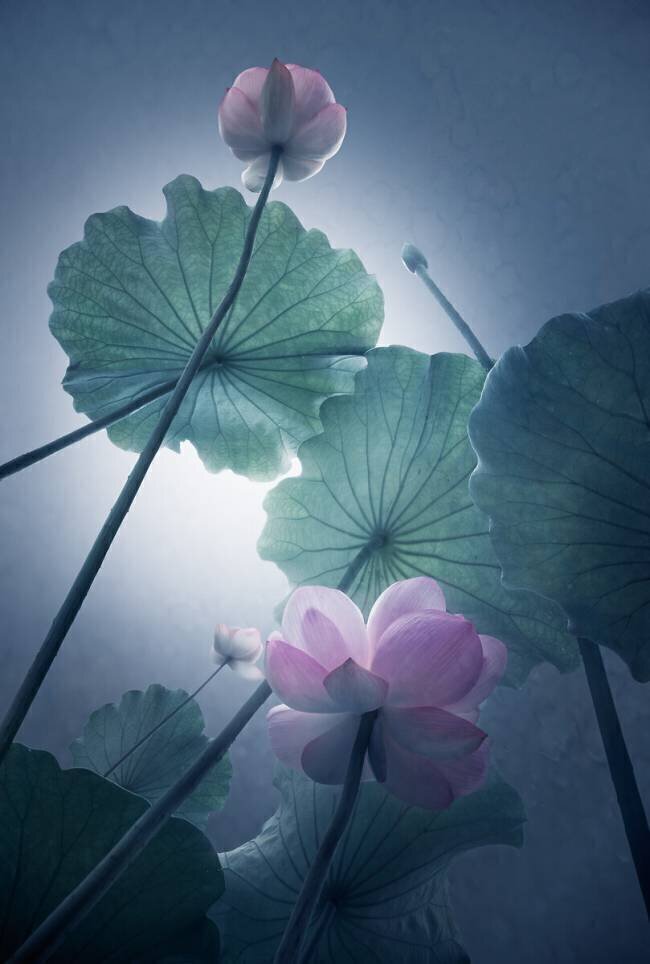 Lotus Shanyewuyu