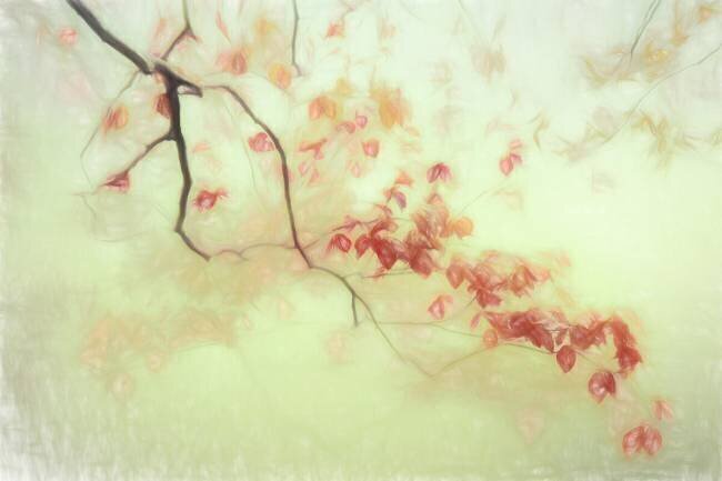 Luce dorata Gilbert Claes 