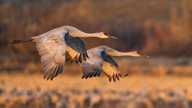 Oiseaux d'amour John Fan
