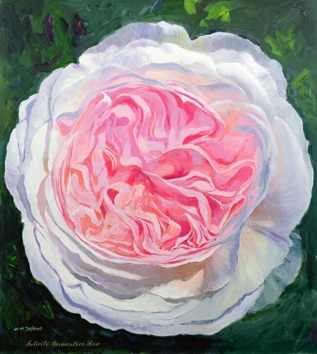 Rose victorienne William Ireland