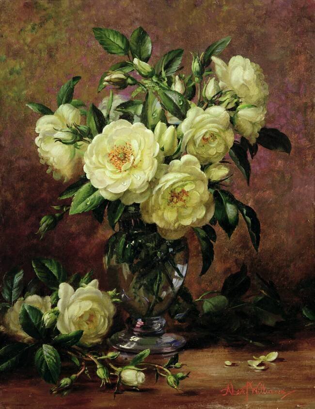 Roses blanches Albert Williams