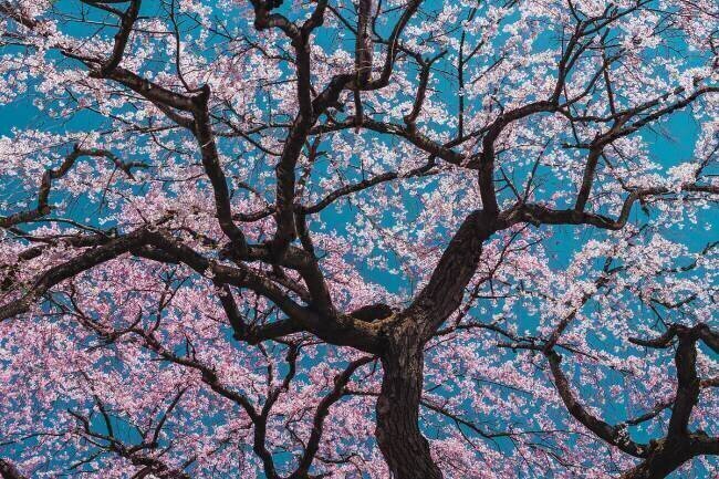 Sakura ShikiRyu