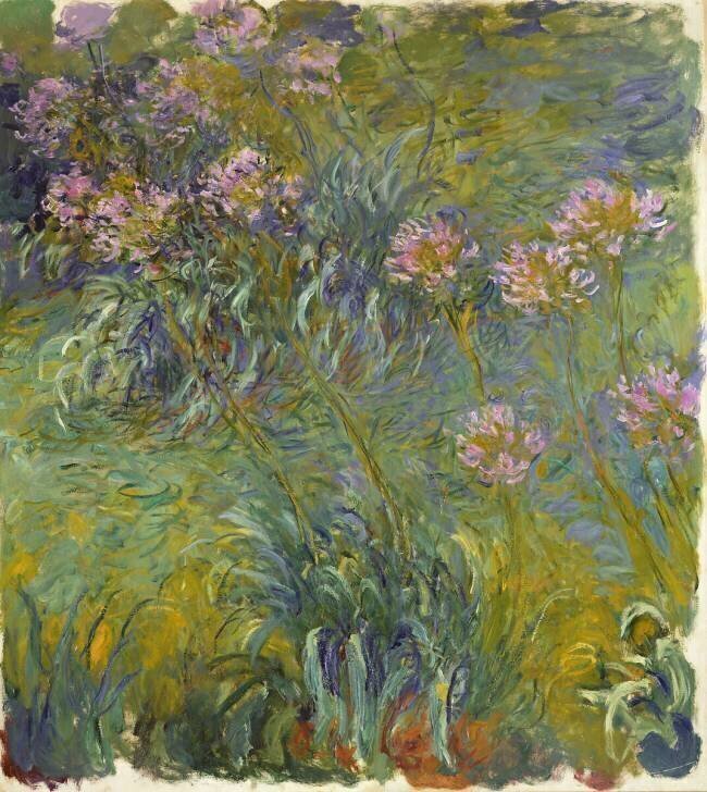 Agapanthe Claude Monet