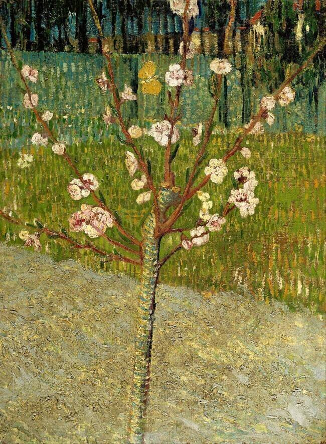 Amandier en fleur Vincent van Gogh