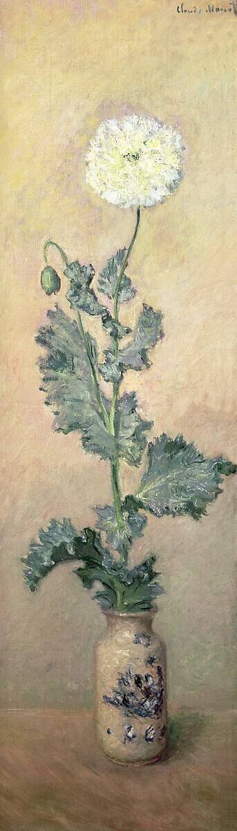 Coquelicot blanc Claude Monet