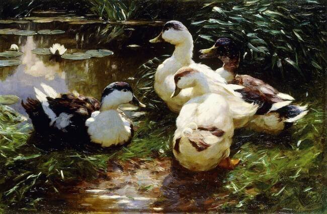 Canards au bord d'une rivière Alexander Koester