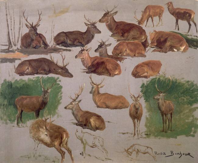 Etude de cerf ; 19 esquisses Rosa Bonheur