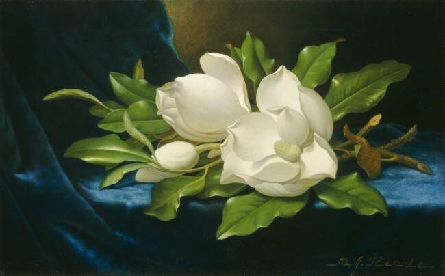 Magnolias géants sur une toile de velours bleu Martin Johnson Heade