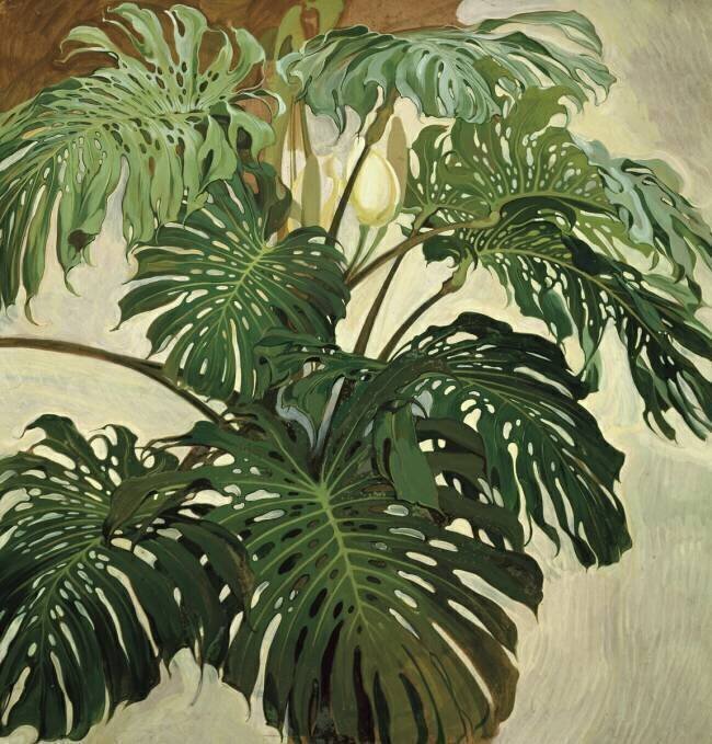 Philodendron Nestor de la Torre