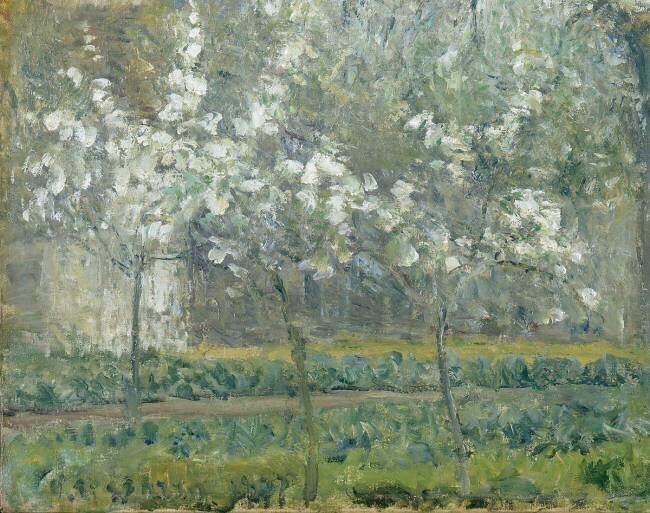 Printemps. Pruniers en fleurs, dit : Potager, arbres en fleurs, printemps, Pontoise Camille Pissarro