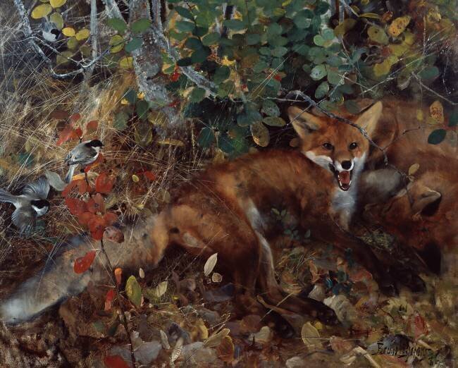 Renards Bruno Liljefors