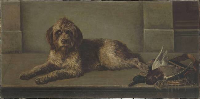 Chien griffon Gustave Mohler