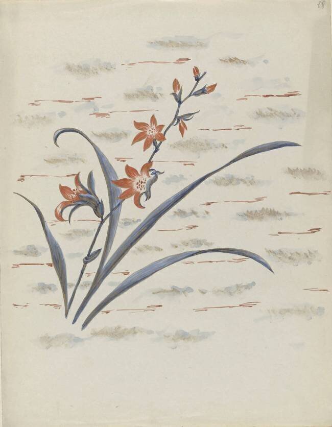 Fleur de la famille des iris Louis Hestaux