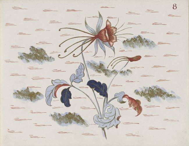 Modèle pour le décor du Service floral : ancolie Emile Gallé