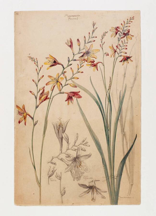 Montbretia Henri Bergé