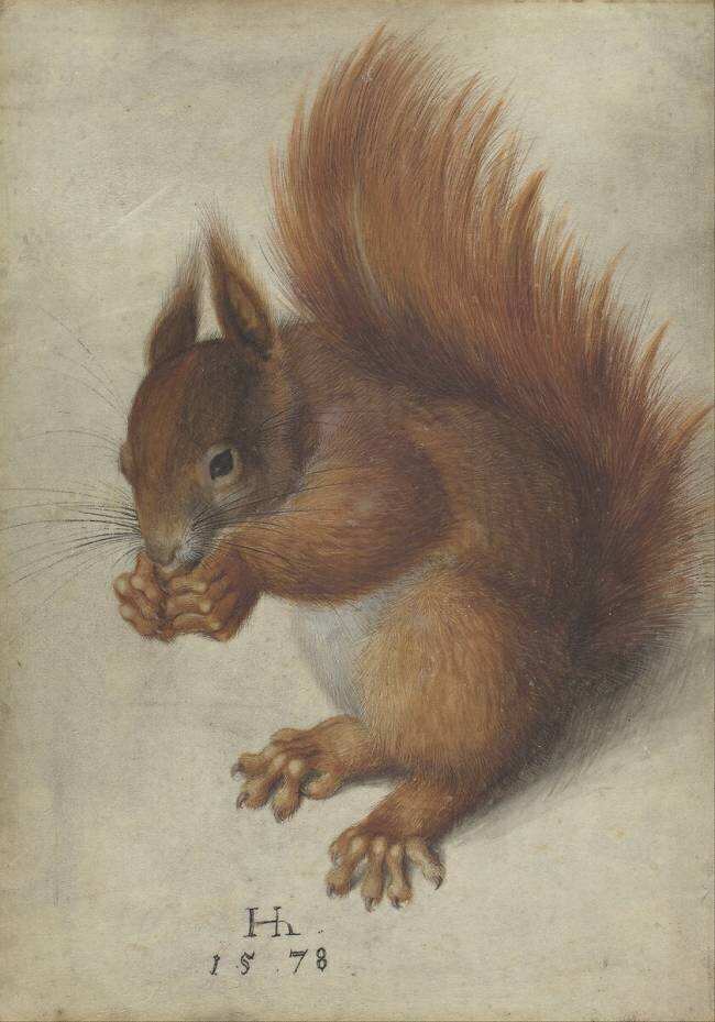 Écureuil rouge Hans Hoffmann