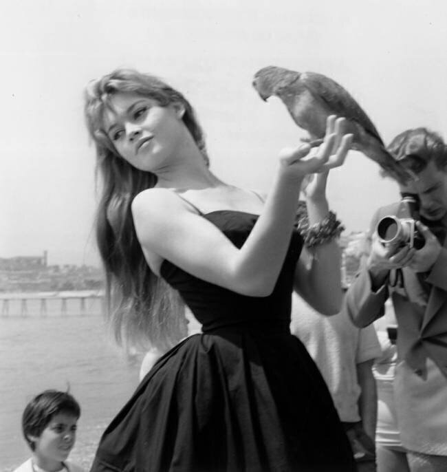 Cannes Film Festival : Brigitte Bardot on The Beach With A Parrot Rue des Archives