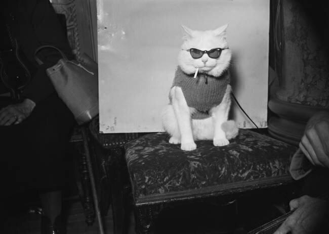 Chat à l’exposition internationale de Paris en 1952 anonymous
