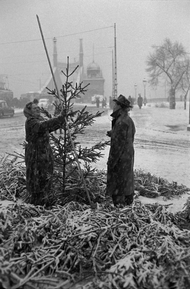 Vente de sapins de Noël Erich Lessing