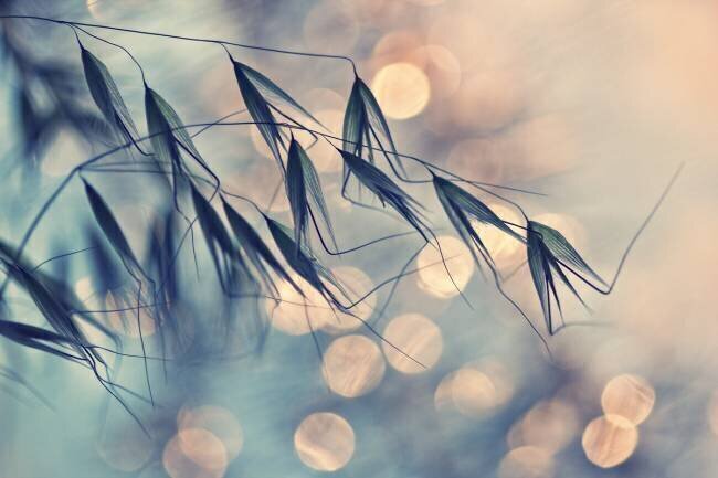 ...<<< Dimitar Lazarov