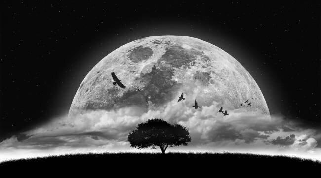 A Dream Nasser Osman
