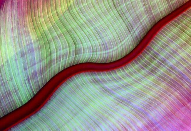 A Red River Runs Through It Robin Wechsler