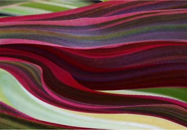 A Red River Runs Through It. Robin Wechsler