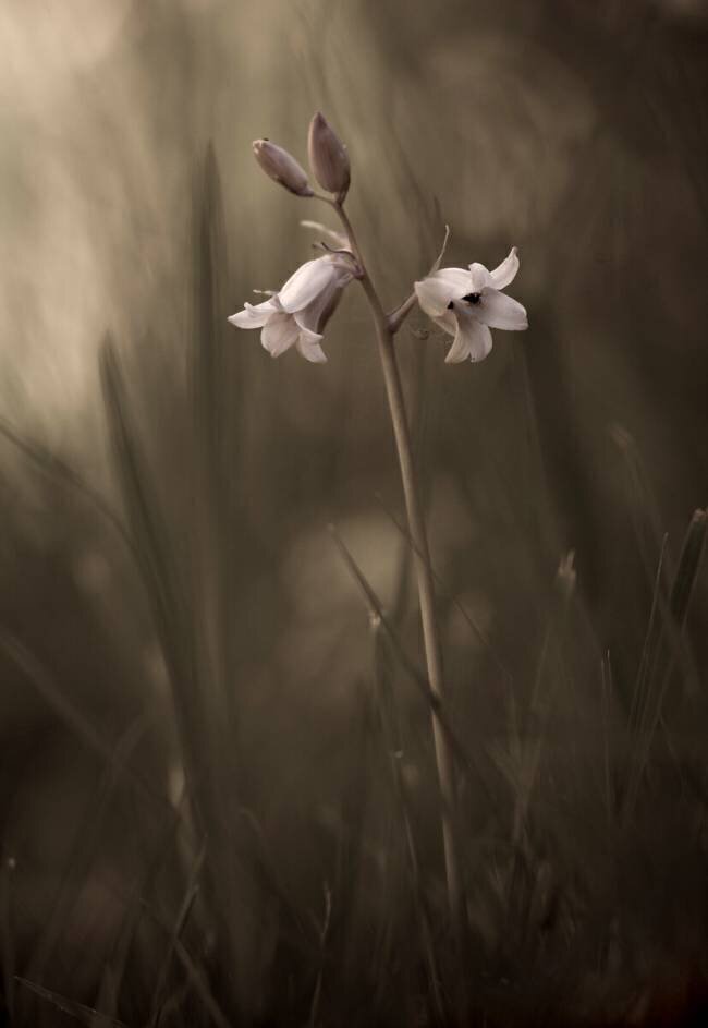 A small flower on the ground Allan Wallberg