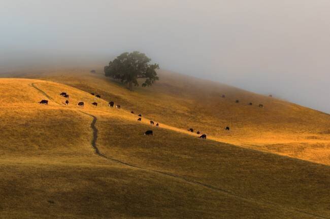A Summer Morning in TriValley Jenny Qiu