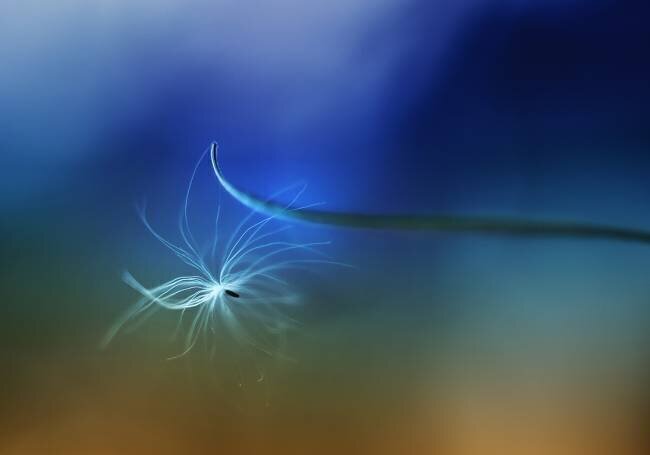 Adherence Jutta Kerber