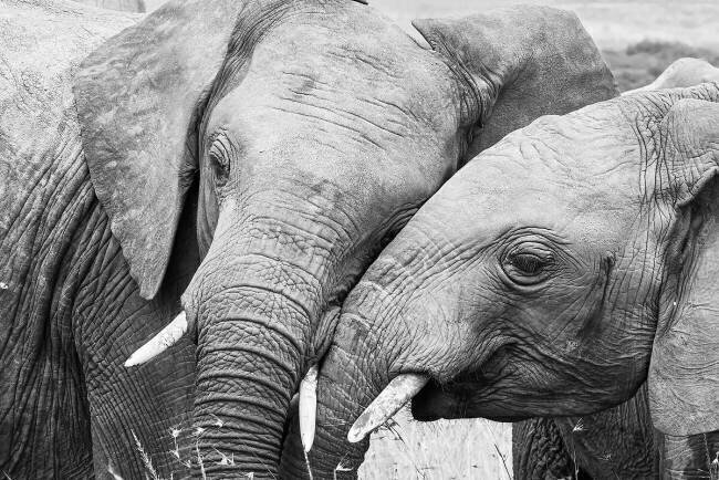 Affection Paul Hsi