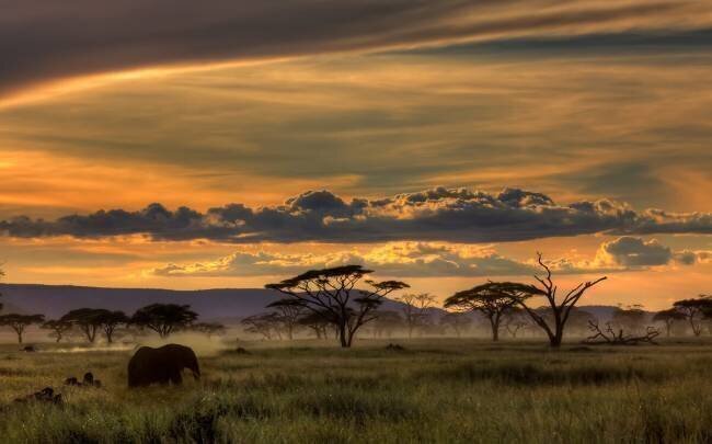 Africa Amnon Eichelberg