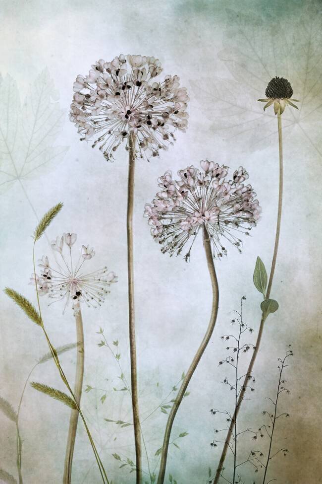 Allium Mandy Disher