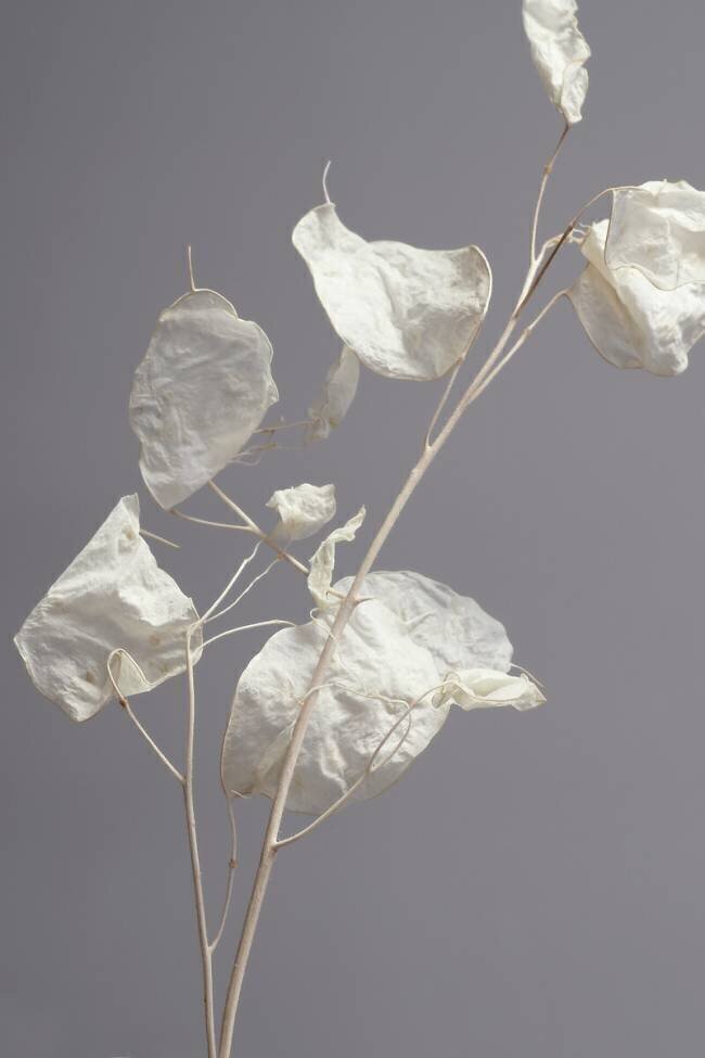 Almost transparent Heidi Westum