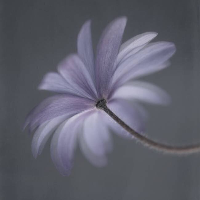 Anemone Blanda Lotte Gronkjar