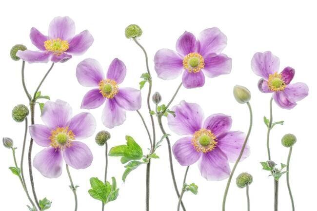 Anemone Japonica Mandy Disher