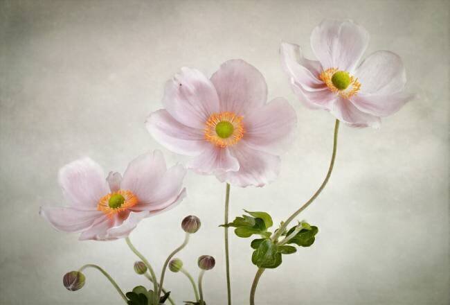 Anemones Mandy Disher