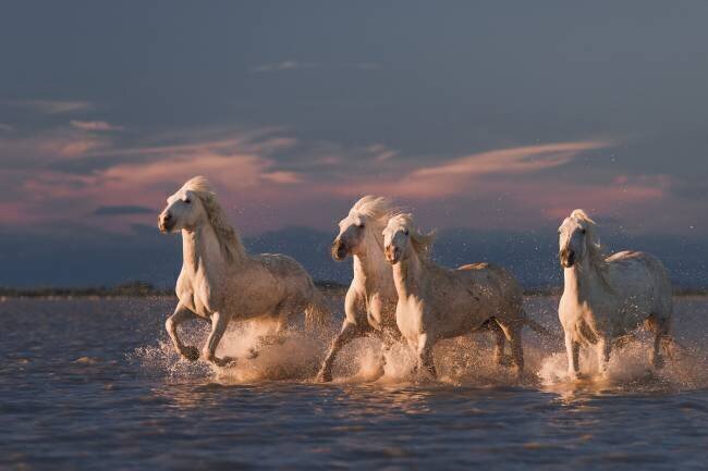 Angels of Camargue Rostovskiy Anton