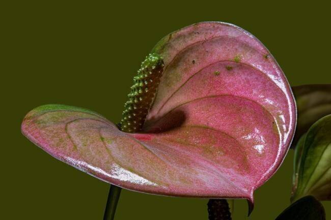Anthurie Heike Jess