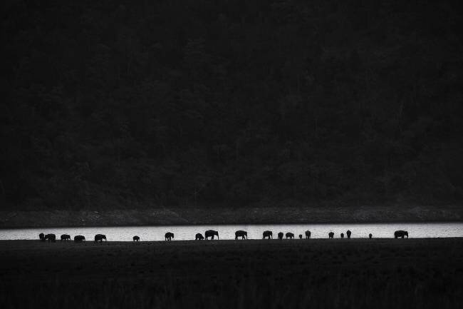Ants or elephants Swapnil